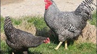 Haïti  formulation alimentation poulet de chair en phase de croissance [upl. by Hannasus]