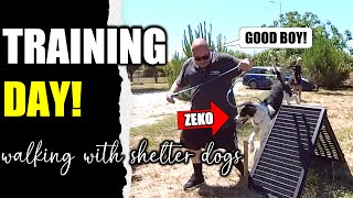 Training Day  Walking With Shelter Dogs  Seia Municipal Kennel [upl. by Minnnie457]