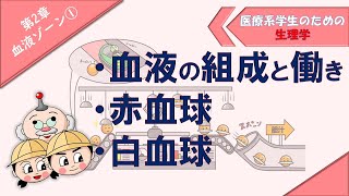 生理学 血液ゾーン① 「血液の組成と働き」「赤血球」「白血球」 [upl. by Chin505]