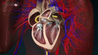 Avec Allodocteurs Traiter larythmie cardiaque grâce à la modélisation 3D [upl. by Akerahs]