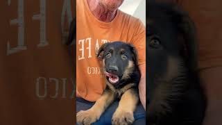 Lavender is a sweet girl Going to be like mama cute puppy germanshepherd [upl. by Alcot255]