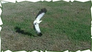 When Plovers Attack  Australian Bird Defends Nest [upl. by Nus287]