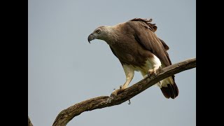 Greyheaded Fish Eagle shot with Nikon P1000 [upl. by Bonine]