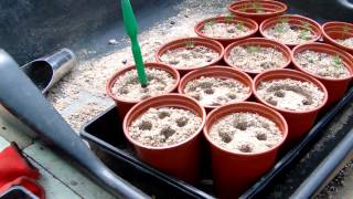 Bonsai Seed Propagation video 1  Update 2  quotPotting onquot [upl. by Sregor]