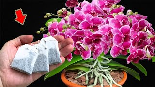 Put 1 Bag In The Root Orchids Explode With Lots Of Beautiful Flowers [upl. by Wenonah]