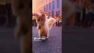 quotCute Cat Dancing in the Street Crowd Cheersquot animaljoy [upl. by Ilatfen]