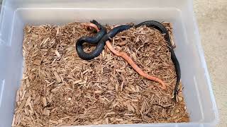 Mexican Black King Snake vs Honduran Milk Snake [upl. by Lladnek462]