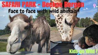 Safari Park  4K  Autosafari  Beekse Bergen  Netherlands  ZOO  Walking Tour wildanimals  4K [upl. by Nnayrrehs]