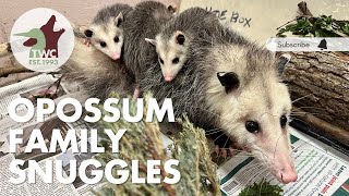 Virginia opossum family doing well after car strike [upl. by Saddler65]