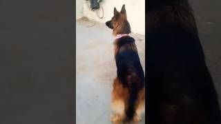 GSD POWERFUL BARKING youtubeshorts barkingsound [upl. by Lower]