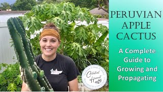 Peruvian Apple Cactus Your Complete Guide to Growing and Propagating 🌵 backyardgardening cactus [upl. by O'Conner]