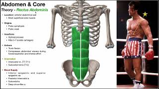 Training Your Transverse Abdominis [upl. by Assirehs]