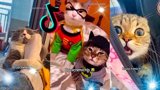 🤣 Mejores Videos de Gatos Bruschimichis  Compilación Divertida de Gatos Graciosos [upl. by Sage]