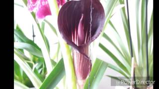 Arisaema speciosum аризема распускается [upl. by Ynohtnaluap420]