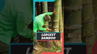 The Giant Bamboo That Grows Like Crazy 🌱🌳  Dendrocalamus Gigantus nature bamboo makingviral [upl. by Dilly]