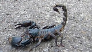 😱 Giant Black Scorpion  Wildlife Thailand 😨 [upl. by Fairley]