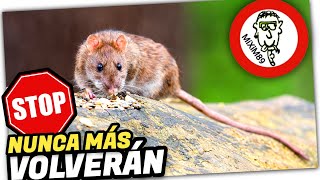 ❌​🐭​Mejor Forma de AHUYENTAR y ELIMINAR Plagas de RATAS y RATONES by mixim89 [upl. by Daggett]