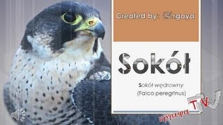 Sokół wędrowny Falco peregrinus odgłosy [upl. by Gahl]