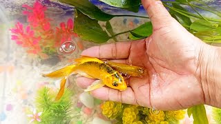 Wadidaw‼ ️Unboxing Ikan Cupang Hias Ikan Koki ikan lele Ikan Hias Ikan koi Ikan Channa Glofish [upl. by Rocker212]