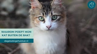 WAAROM POEPEN KATTEN SOMS BUITEN DE KATTENBAK  De gelukkige huiskat  Kattengedrag [upl. by Barolet]