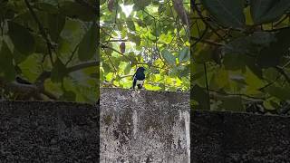 Magpie Robin Copsychus saularis🐧 magpierobin birds asmr nature naturephotographer robin [upl. by Mitchel]