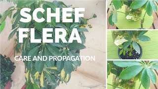 Schefflera care and propagation tips How to propagate Schefflera easily from a just a leaf [upl. by Gilli680]