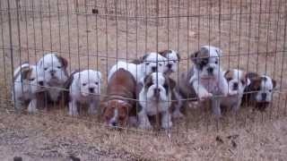 Dog pile English Bulldog puppies sleeping [upl. by Barrington417]