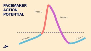 Pacemaker Action Potential [upl. by Aicire]