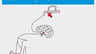 A2 Biology  Homeostasis overview [upl. by Sussi]