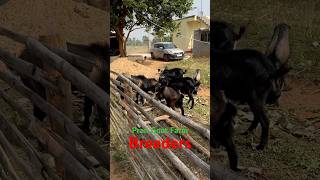 Goat farm breeders  goat farming farming animals goatfarming farm viralshorts goathusbandry [upl. by Airb]