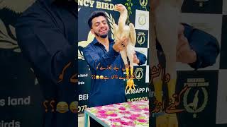 viral foryou shamoolover aseel kingshamo ghausiafancybirds danisharif trending hen shorts [upl. by Aicilaana368]