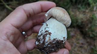 Porcini  Cep  Penny Bun  Foraging Mushrooms UK Boletus edulis [upl. by Esaj]