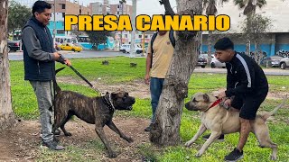 Reunión de Presa Canario amp Dogo Argentino  MASCADOR [upl. by Noami]