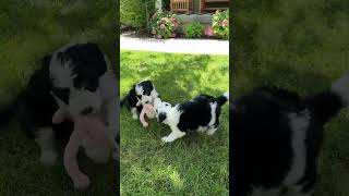 Sibling Sheepadoodles Playing countrymusic newsong minidoodle sheepadoodle puppies ofinstagram [upl. by Handy2]