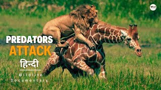 Predators Attack  हिन्दी डॉक्यूमेंट्री  Wildlife documentary in Hindi [upl. by Aduh]