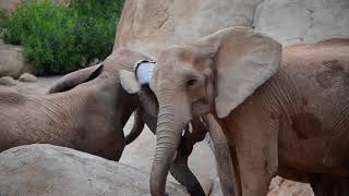 Manada de elefantes jugando en la Sabana de BIOPARC Valencia ExperienciasBioparc [upl. by Khoury349]