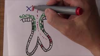 Digestive System 5 Enzymes and digestion in the mouth and stomach [upl. by Legnaleugim]