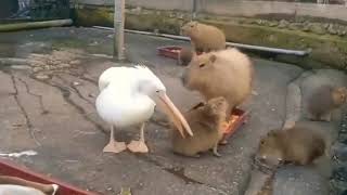 Pelican’t eat a Capybara [upl. by Dierolf]