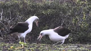 Laysan Albatross Courtship [upl. by Eseuqram335]