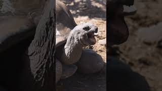 How Much Does The Largest Known Tortoise Weigh  NATURE Shorts  PBS [upl. by Akima362]