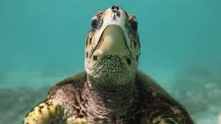 Hawksbill Eating Coral [upl. by Yelnoc]