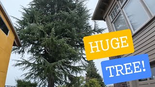 IS This Himalayan Cedar Tree TOO MASSIVE TO BELIEVE [upl. by Candida]