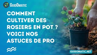 👉 Comment cultiver des rosiers en pot  Voici nos astuces de pro [upl. by Mighell461]