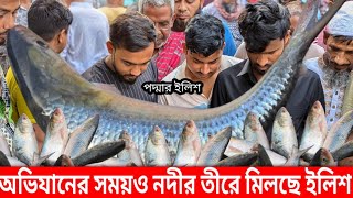 নদীর তীরে কাশবনে ইলিশ পাওয়া যায় কিনা সরাসরি। today fish market videos and wholesale price [upl. by Ishii]