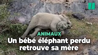 Les adorables retrouvailles de cette éléphante avec son bébé perdu dans une réserve naturelle [upl. by Ahsyak]