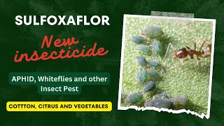 Sulfoxaflor a new insecticide for aphid and white flies on cotton citrus vegetables and ornamental [upl. by Baten]