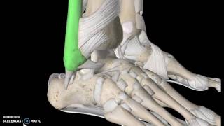 Foot Anatomy Tutorial Ligaments [upl. by Ellebasi]