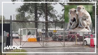 What we know about SC facility where 40 primates escaped from [upl. by Scheers]