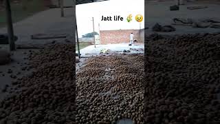 Jatt life 🌾 😢 jatt automobile farmer farming punjabi modified kheti song punjab ielts [upl. by Adiahs390]