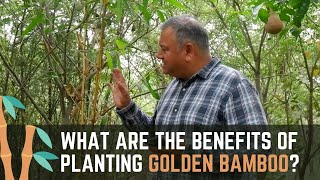 What are the benefits of Golden Bamboo [upl. by Ayanahs]